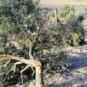 La 'ndrangheta abbatte gli alberi ... e GOEL li ripianta! La 'ndrangheta abbatte gli alberi ... e GOEL li ripianta!