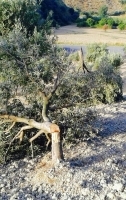 La 'ndrangheta abbatte gli alberi ... e GOEL li ripianta! La 'ndrangheta abbatte gli alberi ... e GOEL li ripianta!